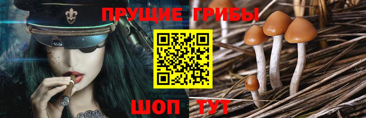 Псилоцибиновые грибы GOLDEN TEACHER  купить закладку  Саки  Псилоцибиновые грибы Magic Shrooms 